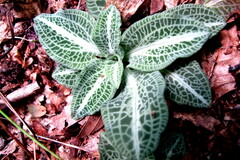 Goodyera pubescens