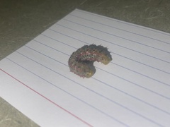 Saturniidae