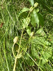 Lilium parvum
