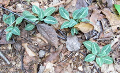 Goodyera pubescens