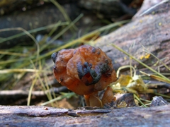 Gyromitra infula