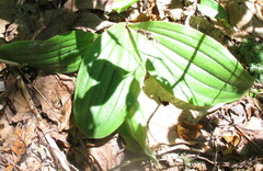 Cypripedium acaule