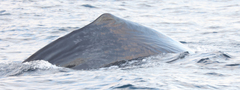 Physeter macrocephalus