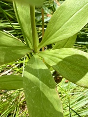 Lilium parvum