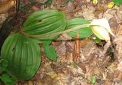 Cypripedium acaule