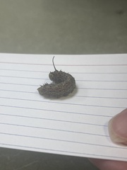Saturniidae