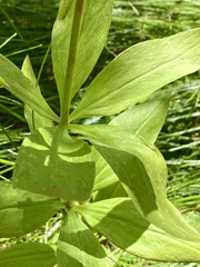 Lilium parvum