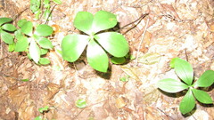 Isotria verticillata