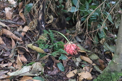 Scadoxus multiflorus