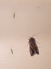 Macdunnoughia confusa