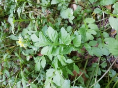 Rorippa