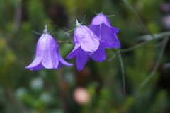 Campanulaceae
