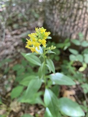 Solidago arguta