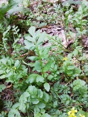 Rorippa