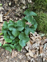 Hepatica nobilis