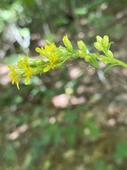 Solidago arguta