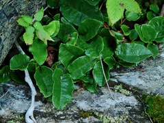 Epigaea repens