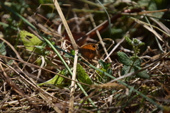 Pyronia cecilia