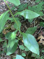 Solidago arguta