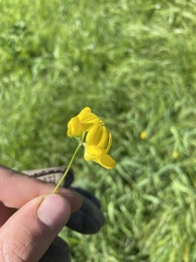 Lotus corniculatus