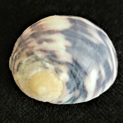 Nerita peloronta