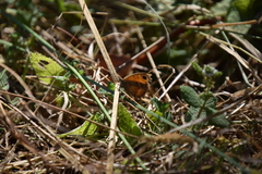 Pyronia cecilia