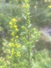 Solidago puberula