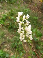 Derris trifoliata