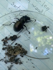 Carabus nemoralis