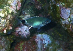 Oblada melanurus
