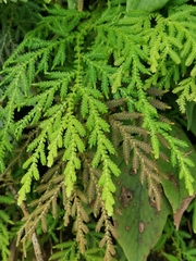 Selaginella