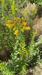 Solidago rigida