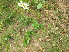 Derris trifoliata