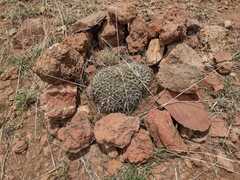 Mammillaria magnimamma