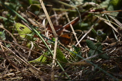 Pyronia cecilia