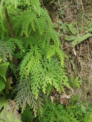Selaginella