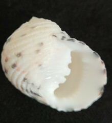 Nerita versicolor