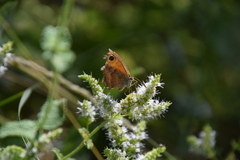 Pyronia cecilia