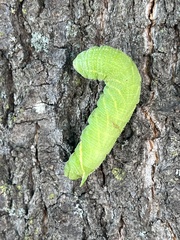 Paonias excaecata