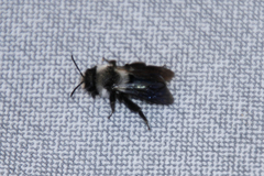 Andrena cineraria