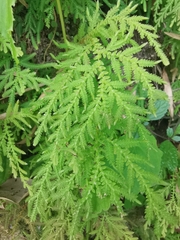 Selaginella