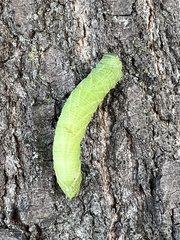 Paonias excaecata