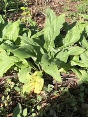 Cynoglossum officinale
