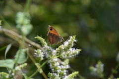 Pyronia cecilia