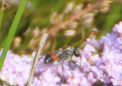 Sphex funerarius