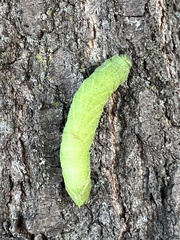 Paonias excaecata