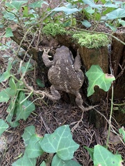 Bufo spinosus