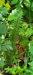Asplenium platyneuron