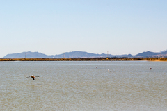 Phoenicopterus roseus