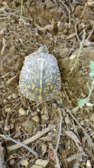 Terrapene ornata